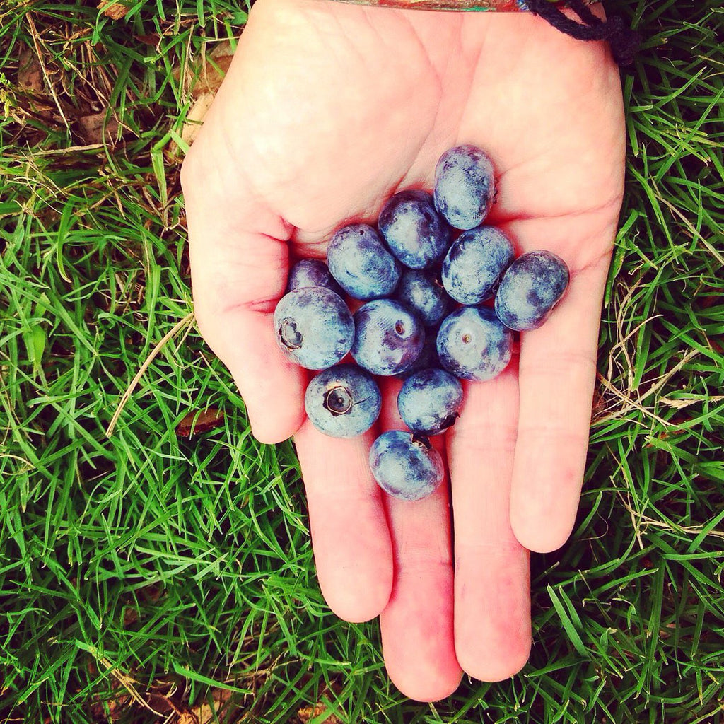 Pick a bucket of blueberries at Weeks Bay Plantation