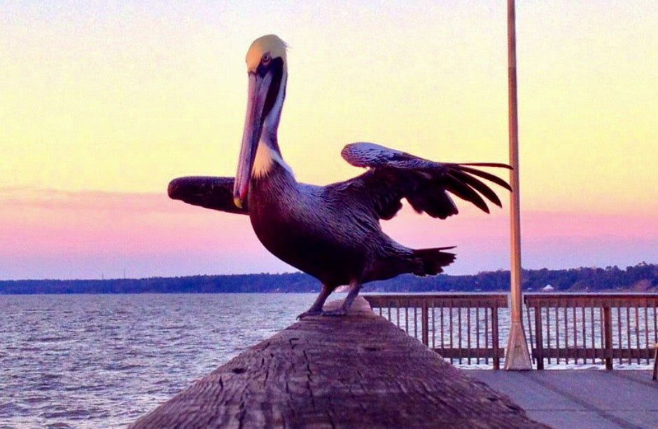 Meet the pelican on the Fairhope Pier.