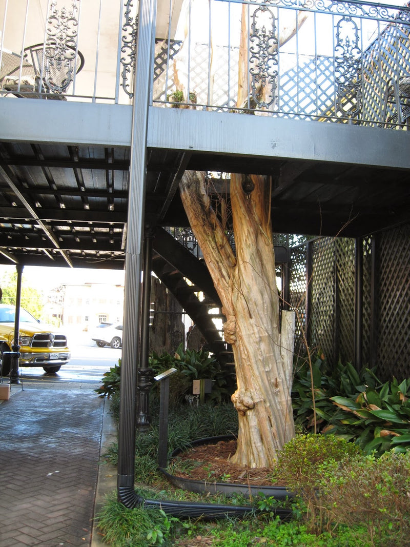 Check out the state’s oldest Crepe Myrtle tree in the French Quarter.