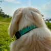 Fairhope Pier Dog Collar