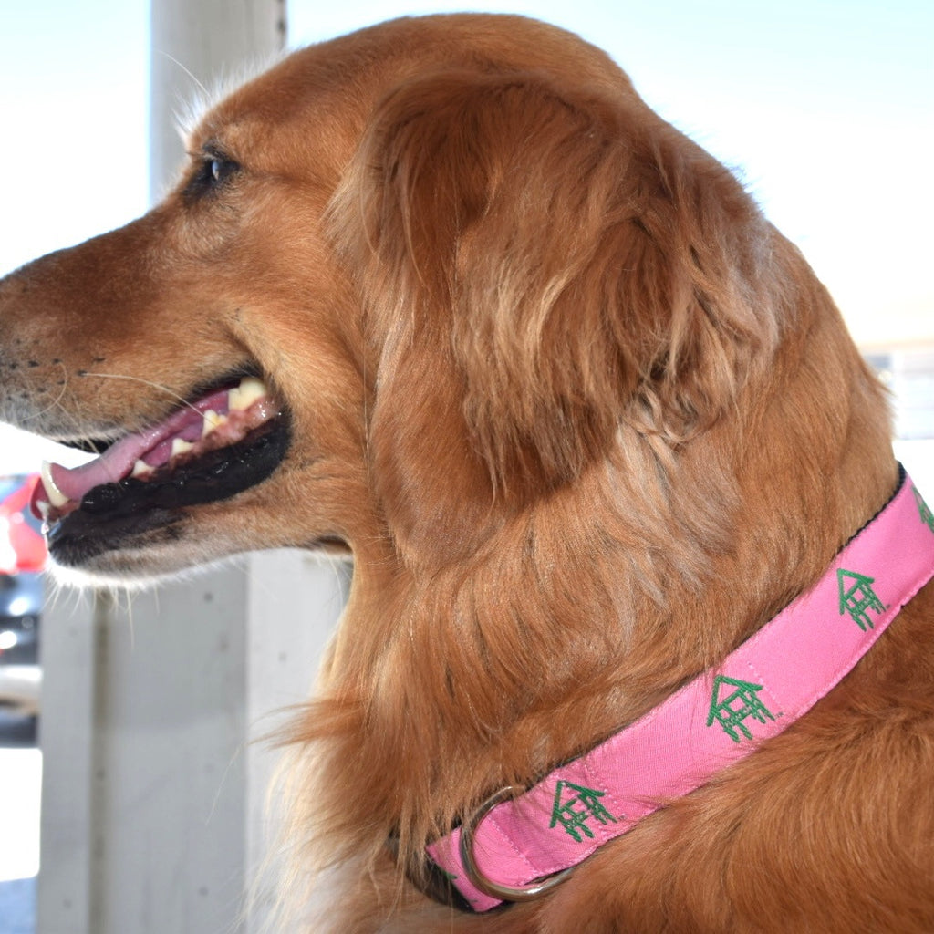 Dog wearing pink dog collar 