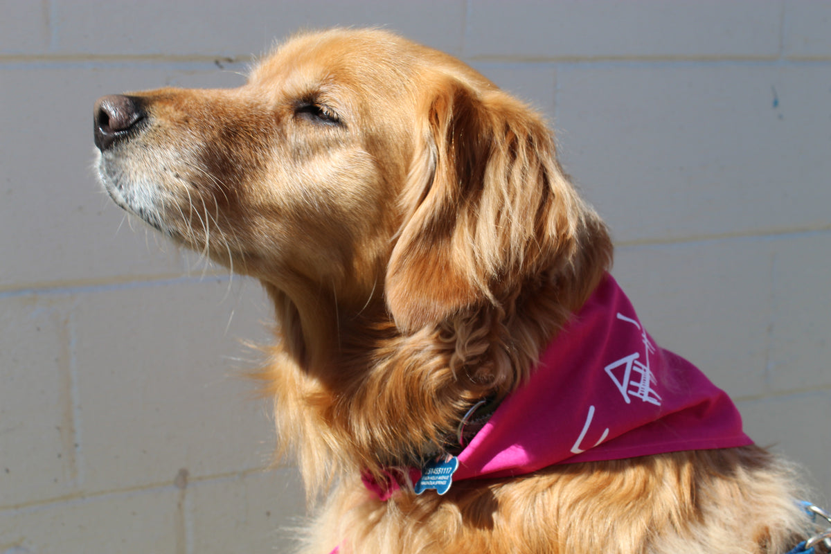 Dog Bandanna Pink